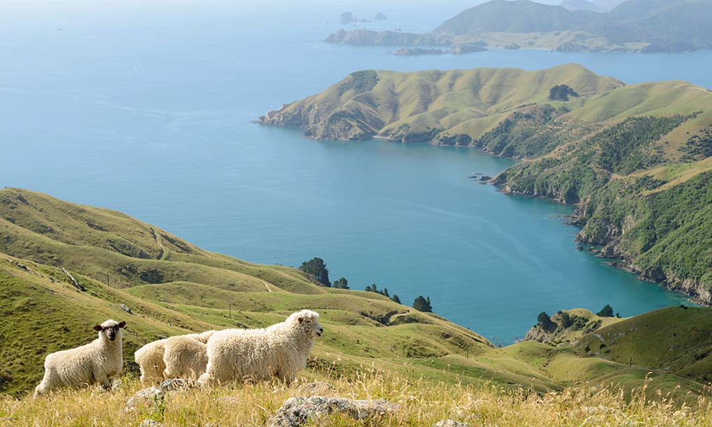 Ten-day New Zealand Travel Plan