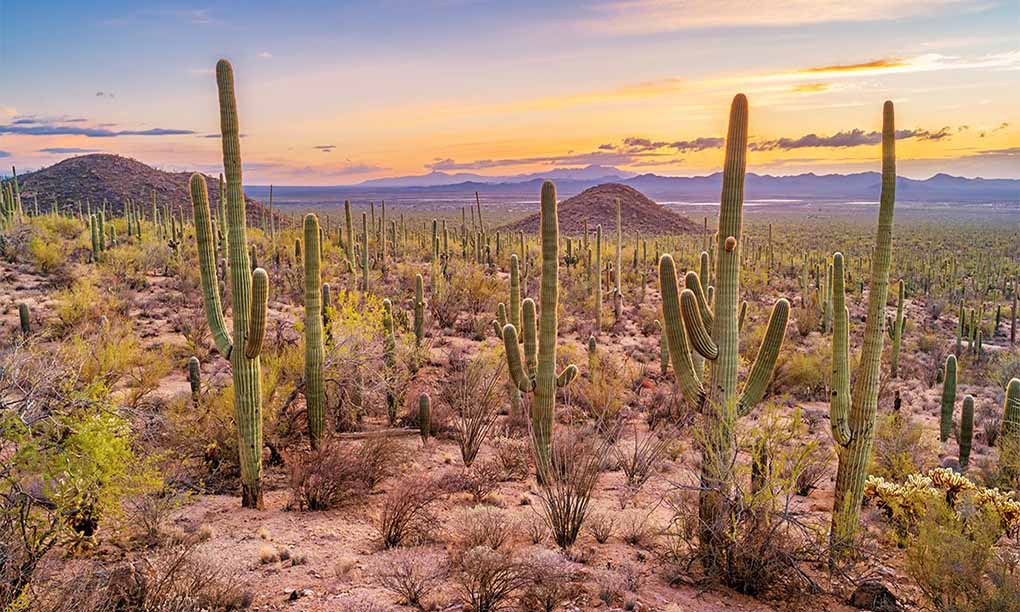 Exploring the Natural Beauty Around Tucson: A Guide to Breathtaking Landscapes